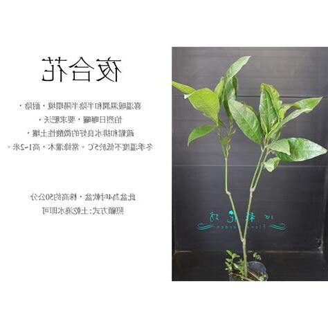 夜合花風水