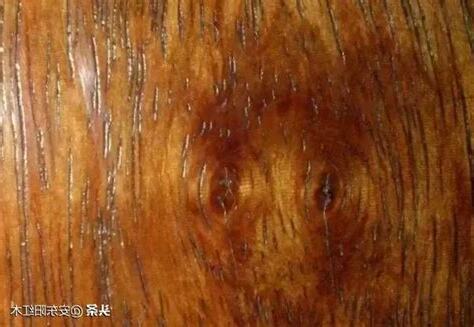 雞翅木功效