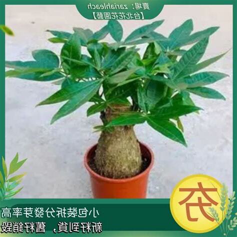 招財樹種植