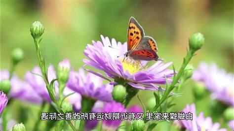 晚上白蝴蝶飛進家裡