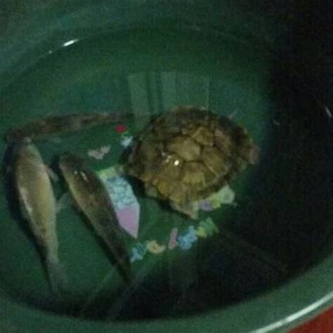 烏龜跟魚可以一起養嗎
