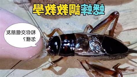 蟋蟀招財