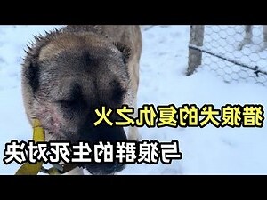 屬火的動物