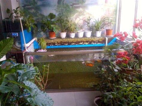 陽台養魚