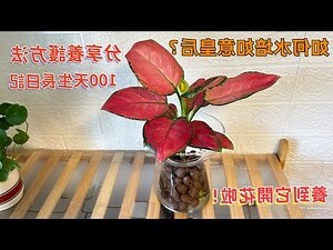 如意皇后风水
