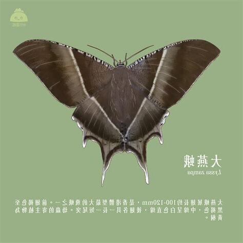 飛蛾入宅