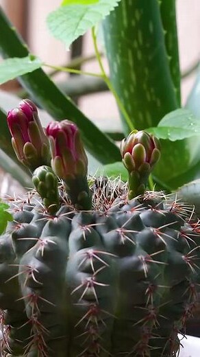 仙人球开花寓意
