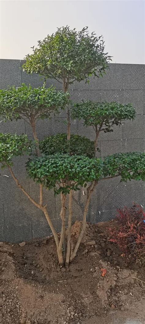 庭院樹種