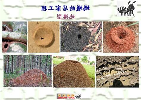 螞蟻在家築巢