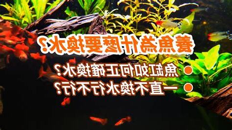 孔雀魚風水