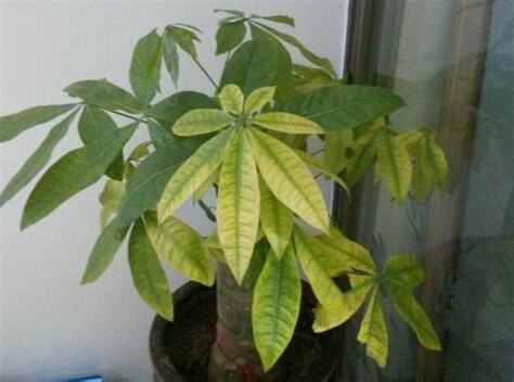 發財樹葉子變黃