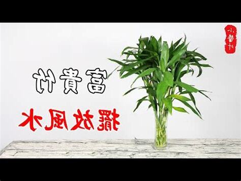 觀音竹4支