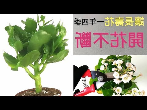 長壽花花期