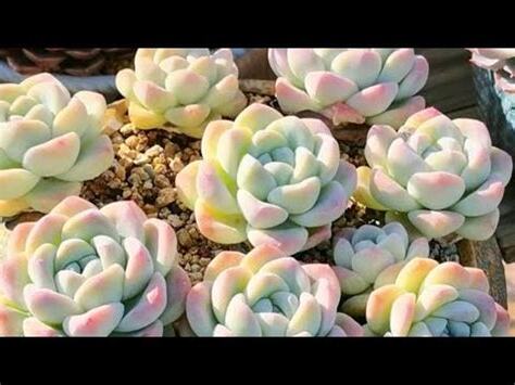 多肉植物風水2023