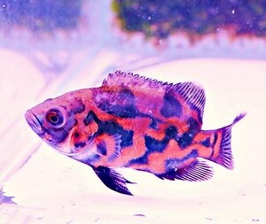紅花豬混養