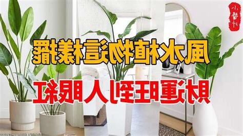 門前風水植物