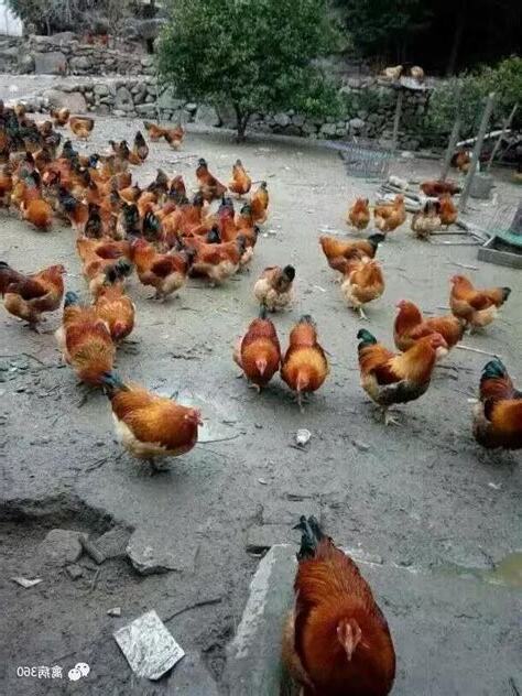 養雞知識