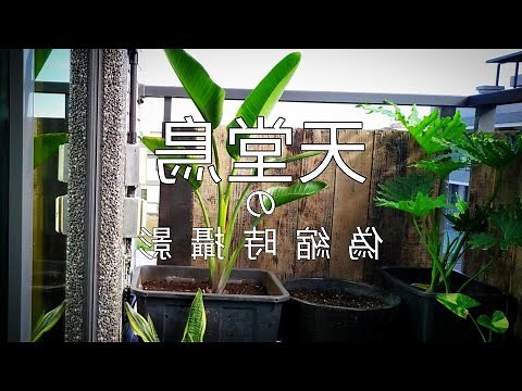 白花天堂鳥