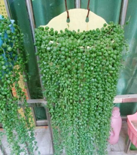 垂吊多肉植物