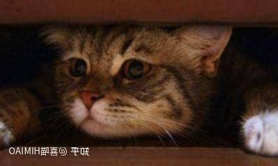 猫进家