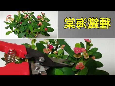 虎刺梅風水