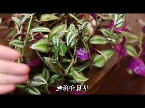 吊竹梅照顧