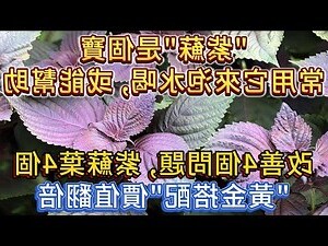 黃金桂禁忌