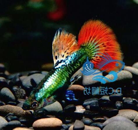 夢見孔雀魚