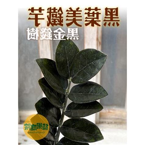 黑金樹風水