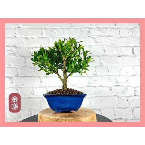 雀舌黃楊風水