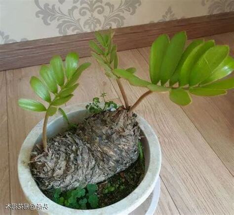 墨西哥鐵樹繁殖