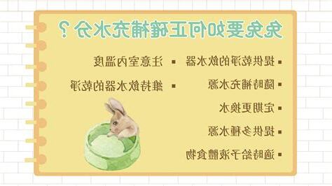 養兔子注意事項