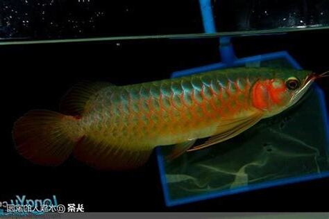 辣椒紅龍幼魚價格