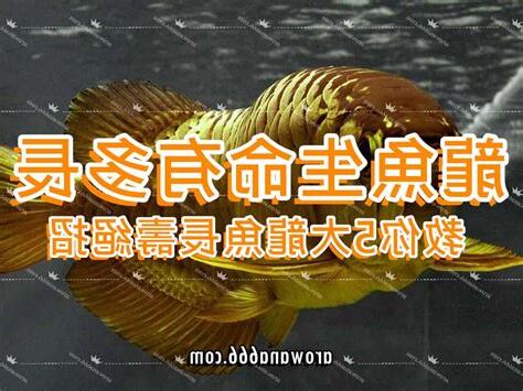 龍魚壽命