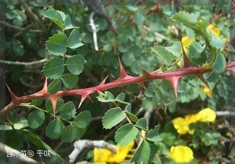 葉面有刺的植物