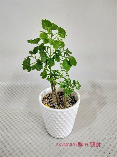 風水樹