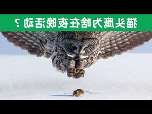 白天看到猫头鹰代表什么