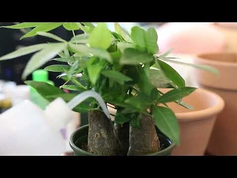 发财树可以放室外吗