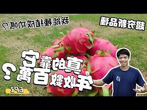 種火龍果