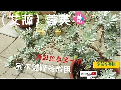 芙蓉養護