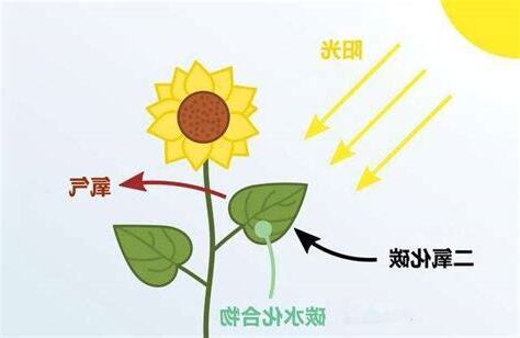 晚上吸收二氧化碳的植物