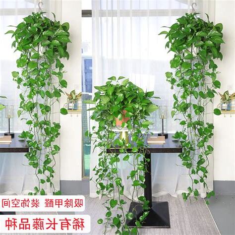垂吊植物名稱