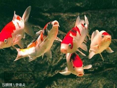 養魚顏色