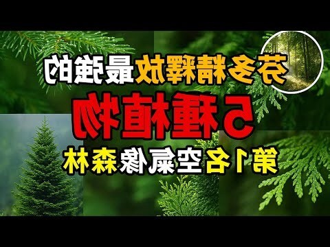 最佳室內植物