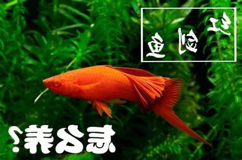 紅劍魚混養