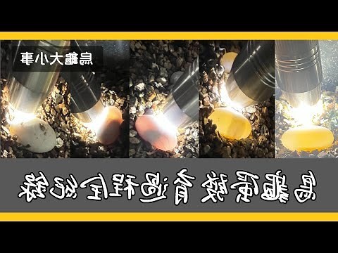 烏龜成長過程