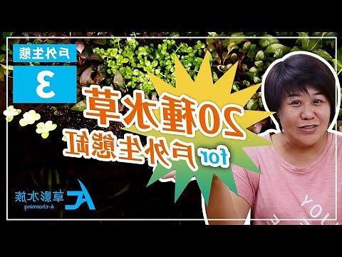 戶外植物