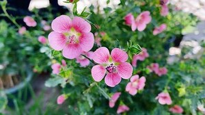 木槿花风水