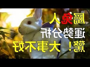 屬兔2024年運勢