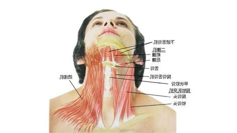 脖子下面的骨頭